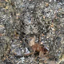 Hypochilus coylei - photo 4