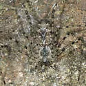 Hypochilus coylei - photo 5