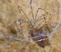 Hypochilus gertschi - photo 2