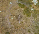 Hypochilus gertschi - photo 3