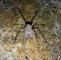 Hypochilus gertschi - photo 4