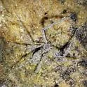 Hypochilus gertschi - photo 5