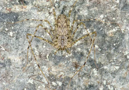 Hypochilus kastoni - photo 2