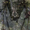 Hypochilus pococki