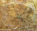Hypochilus sheari