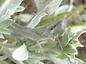 Mugwort Grasshopper