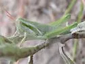 Mugwort Grasshopper - photo 2