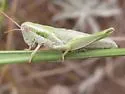Mugwort Grasshopper - photo 3