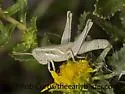 Mugwort Grasshopper - photo 4