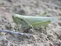 Mugwort Grasshopper - photo 5