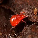 Hypochthonius rufulus