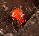 Hypochthonius rufulus - photo 2