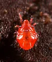 Hypochthonius rufulus - photo 3