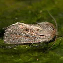 Hypocoena basistriga - Hodges#9439 - photo 2