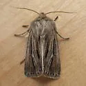 Hypocoena basistriga - Hodges#9439 - photo 4