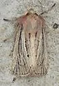 Hypocoena inquinata - Hodges#9437