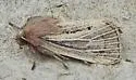 Hypocoena inquinata - Hodges#9437 - photo 2