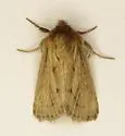 Hypocoena inquinata - Hodges#9437 - photo 4