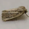 Hypocoena inquinata - Hodges#9437 - photo 5