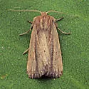 Brown-streaked Rustic - Hodges#9440