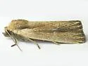 Brown-streaked Rustic - Hodges#9440 - photo 2