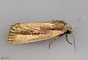 Brown-streaked Rustic - Hodges#9440 - photo 4