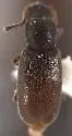 Hypocoprus tenuis