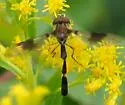 Hypocritanus fascipennis