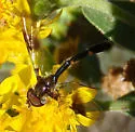 Hypocritanus fascipennis - photo 2