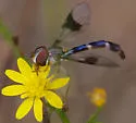 Hypocritanus fascipennis - photo 3