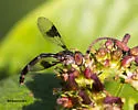 Hypocritanus fascipennis - photo 4