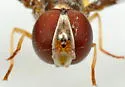 Hypocritanus fascipennis - photo 5