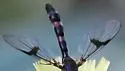 Hypocritanus lemur - photo 3