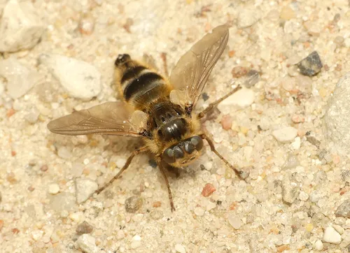 Deer Warble Fly