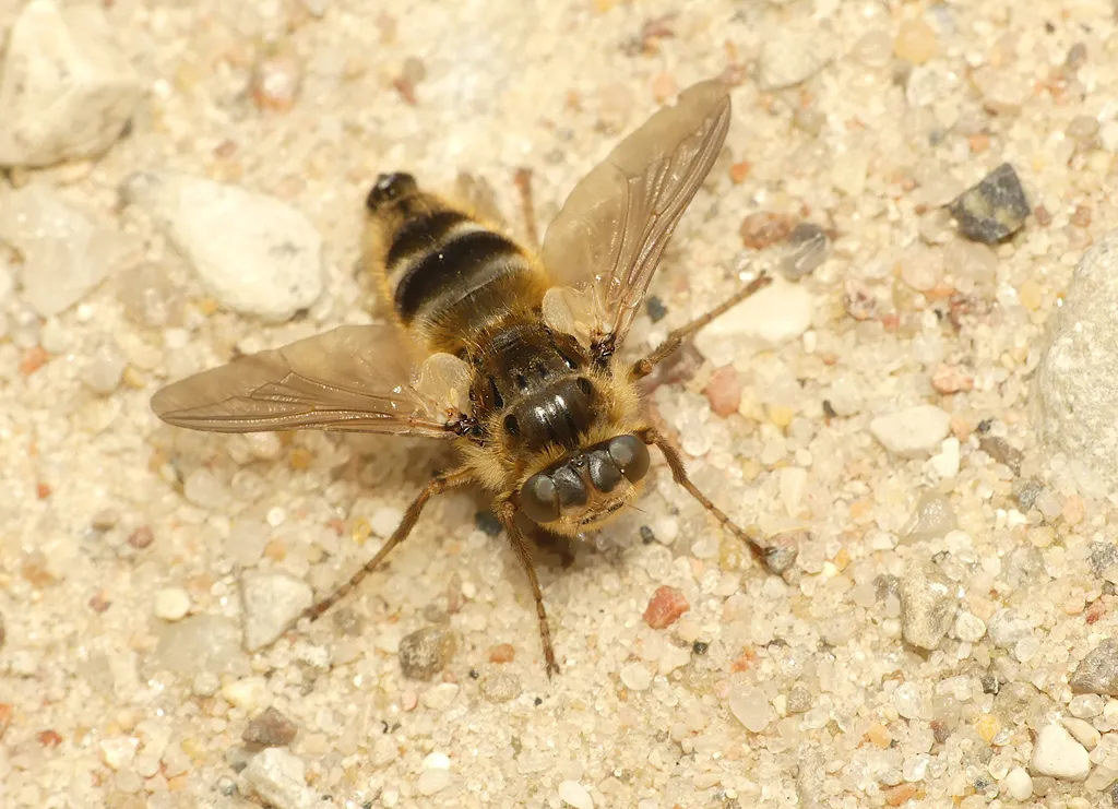 Deer Warble Fly - photo 2