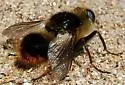 Common Cattle Grub - photo 2