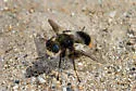Common Cattle Grub - photo 3