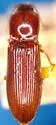 Hypoganus diversicolor - Hypoganus diversicolor