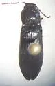 Hypoganus diversicolor - photo 2