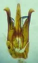 Hypoganus diversicolor - photo 5