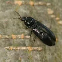 Hypoganus rotundicollis