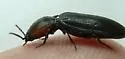 Hypoganus rotundicollis - photo 4