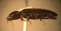Hypoganus rotundicollis - photo 5