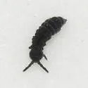 Hypogastrura harveyi