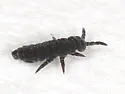 Hypogastrura harveyi - photo 2