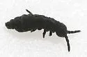 Hypogastrura harveyi - photo 3