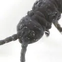 Hypogastrura harveyi - photo 4