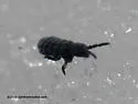 Hypogastrura harveyi - photo 5