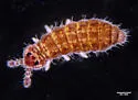 Hypogastrura manubrialis