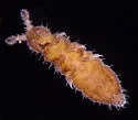 Hypogastrura manubrialis - photo 2